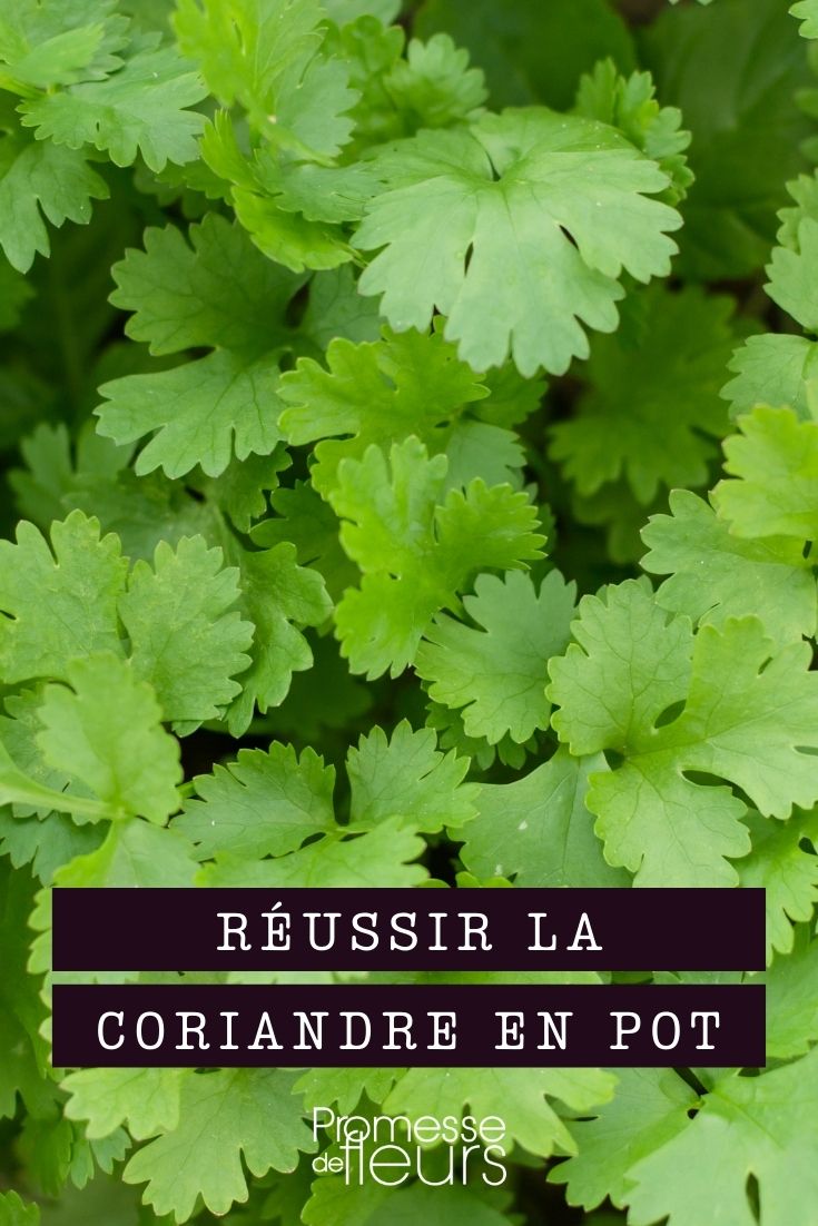 cultivar cilantro en maceta