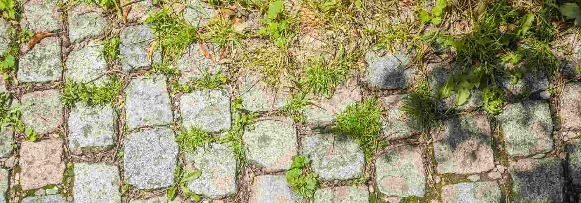 ¿Para qué sirve una cuchilla escarificadora?