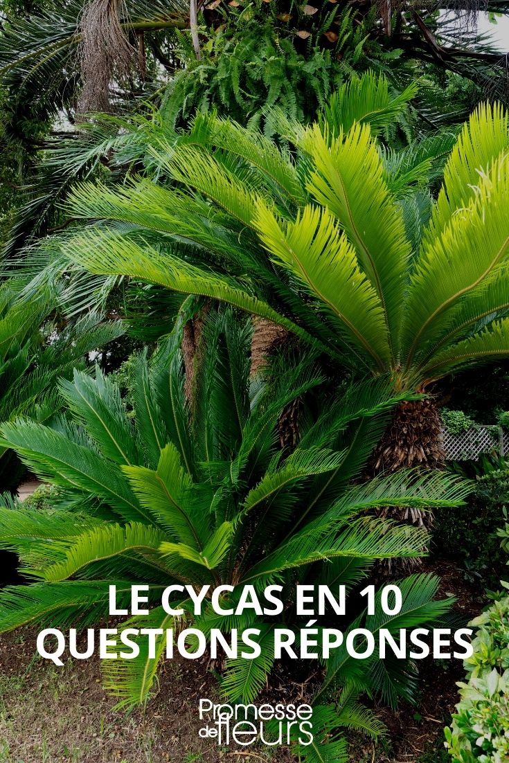 Cycas: Todo lo que necesitas saber

Los cycas son plantas fascinantes que combinan la elegancia de las palmeras con la resistencia de los árboles antiguos. Aunque a menudo se confunden con palmeras, en realidad pertenecen a un grupo de plantas más primitivo, las cicadáceas. Si estás pensando en añadir un toque exótico a tu jardín o interior, aquí tienes todo lo que necesitas saber sobre los cycas.

### Características principales de los cycas
- **Apariencia**: Hojas pinnadas, largas y arqueadas que crecen en forma de roseta.
- **Crecimiento**: Lento pero constante, pueden alcanzar varios metros de altura con el tiempo.
- **Resistencia**: Muy resistentes a condiciones adversas, como sequías y suelos pobres.
- **Longevidad**: Pueden vivir cientos de años en condiciones adecuadas.

### Cuidados básicos
1. **Luz**: Prefieren lugares luminosos, pero evita la exposición directa al sol intenso.
2. **Riego**: Moderado. Deja que el sustrato se seque entre riegos para evitar encharcamientos.
3. **Sustrato**: Bien drenado, con una mezcla de tierra y arena.
4. **Temperatura**: Se adaptan bien a climas cálidos, pero toleran temperaturas más bajas si están protegidas.

### Usos en jardinería
- **Jardines tropicales**: Ideales para crear un ambiente exótico.
- **Macetas**: Perfectos para decorar terrazas o interiores espaciosos.
- **Setos o borduras**: Su crecimiento lento los hace fáciles de mantener.

### Curiosidades
- Los cycas son plantas dioicas, es decir, existen ejemplares masculinos y femeninos.
- Han existido desde la época de los dinosaurios, lo que los convierte en verdaderos fósiles vivientes.
- Sus semillas son tóxicas, por lo que debes mantenerlas alejadas de mascotas y niños.

Si buscas una planta resistente, elegante y con un toque prehistórico, el cycas es una excelente opción. ¡Anímate a incorporar esta maravilla natural en tu espacio! ????
