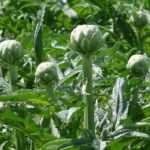 ¿Cuándo y cómo secar las hojas de alcachofa?