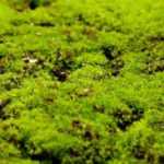 ¿Cómo eliminar el musgo del césped?