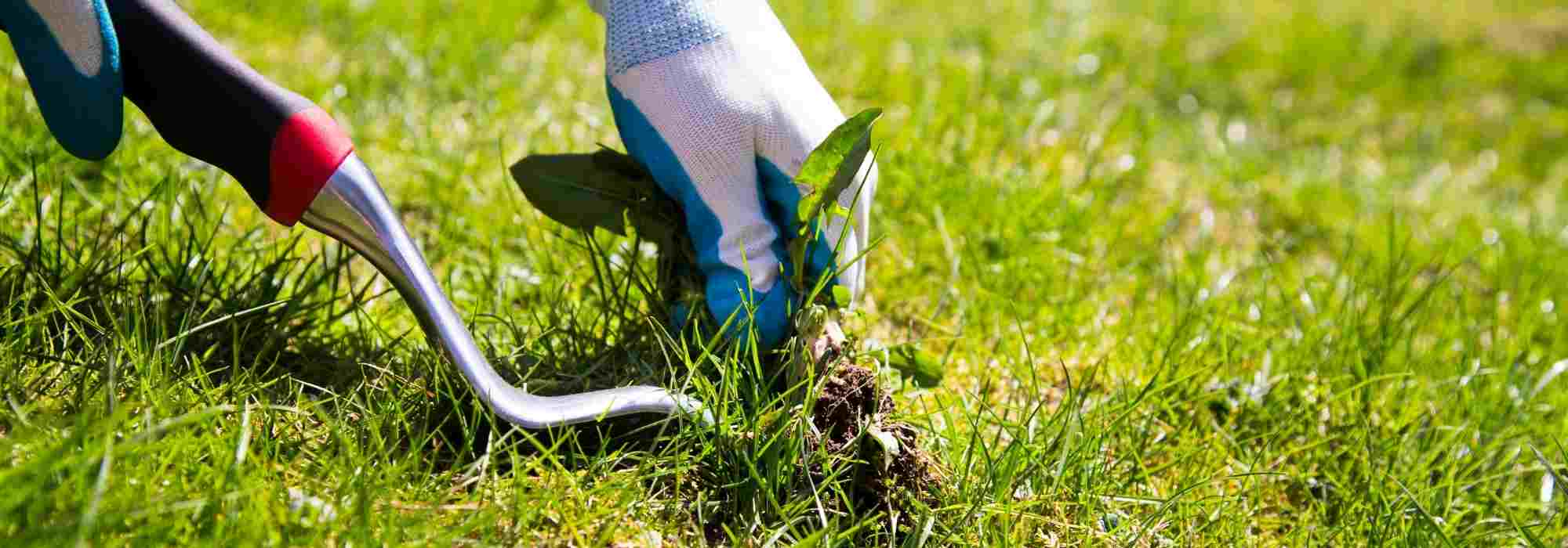 ¿Para qué sirve un cuchillo desherbador?