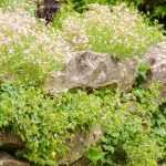 ¿Cómo plantar flores en un murete?