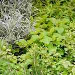 Jardín medieval: cómo crear un jardín de plantas medicinales