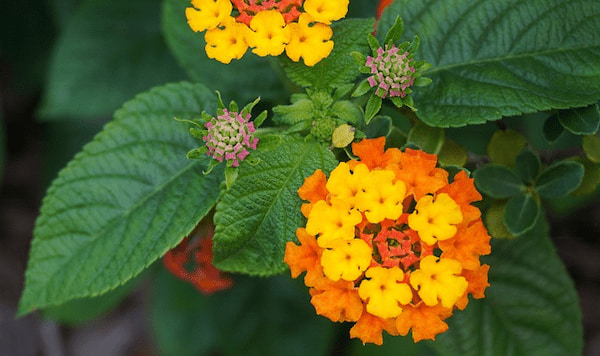 ¿Cómo hacer un esqueje de lantana?