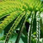 Árboles y arbustos de hojas grandes