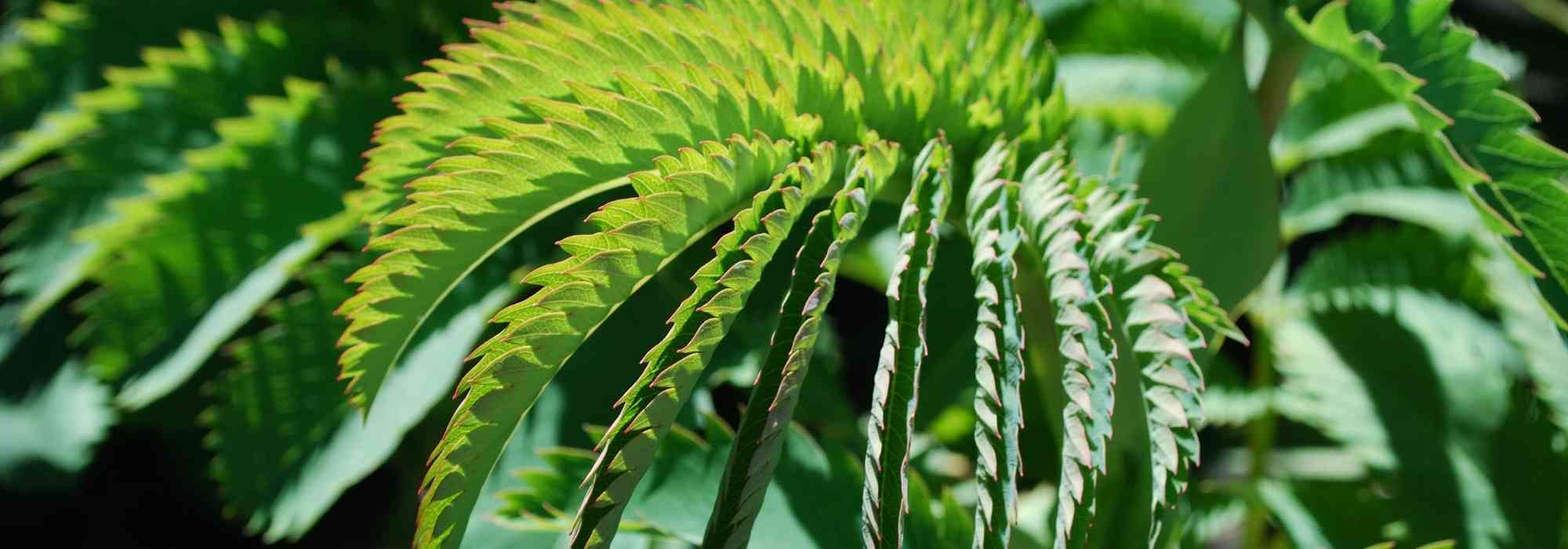 Árboles y arbustos de hojas grandes