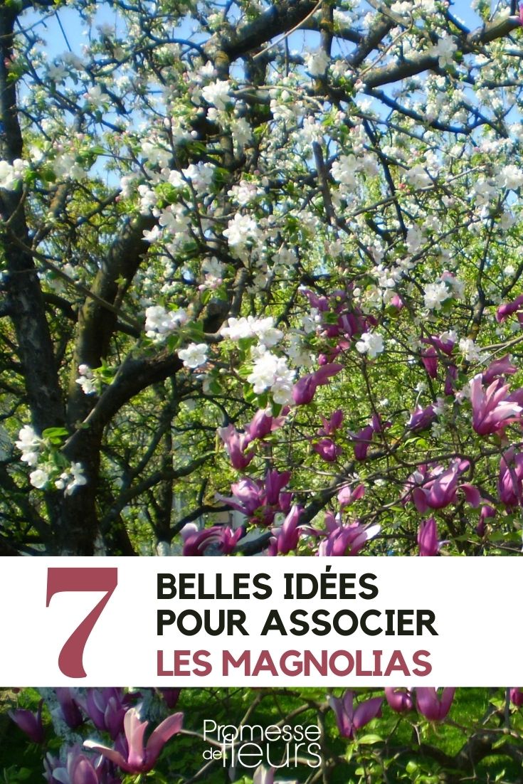 magnolia: 7 ideas de asociación