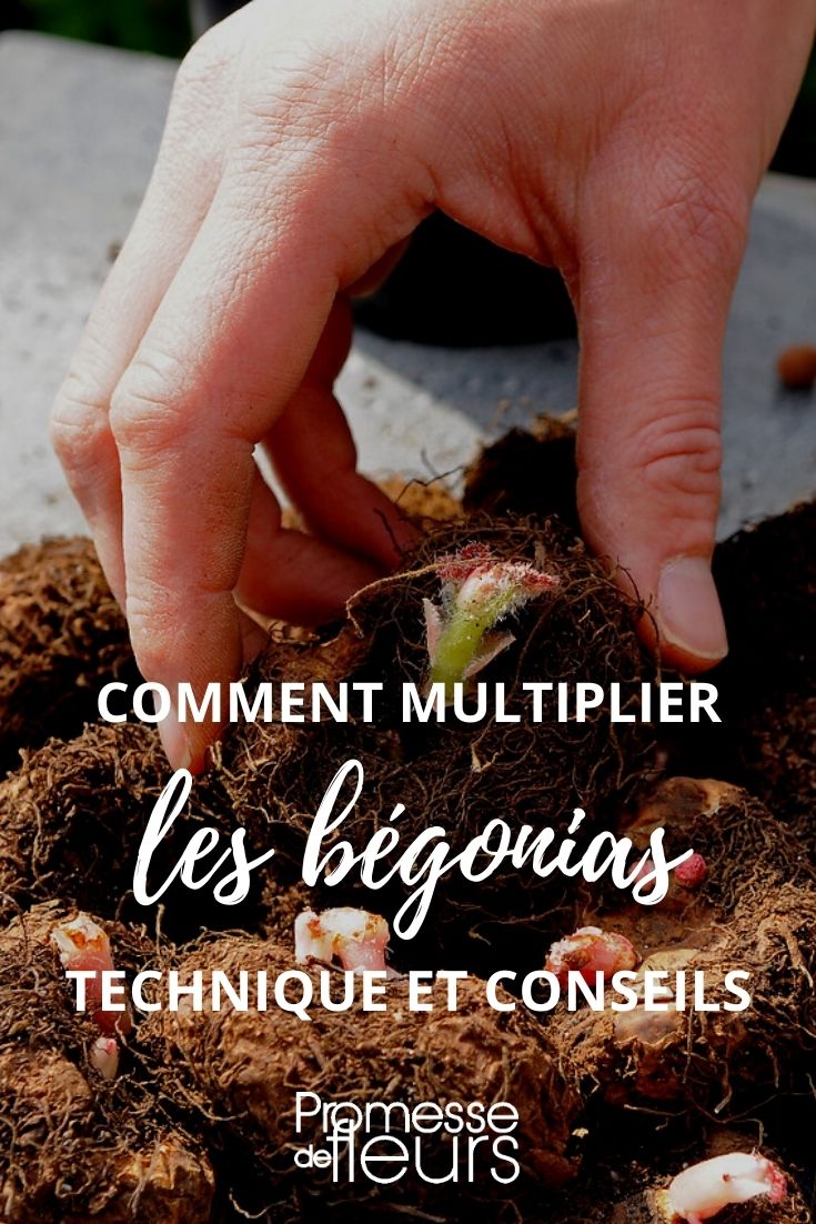 Esquejar el begonia tuberoso