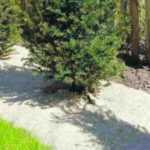 Lino, cáñamo, yute, lana… ¿Qué son estos nuevos tejidos de acolchado biodegradables?