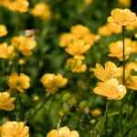 ¿Cómo deshacerse del ranúnculo rastrero?