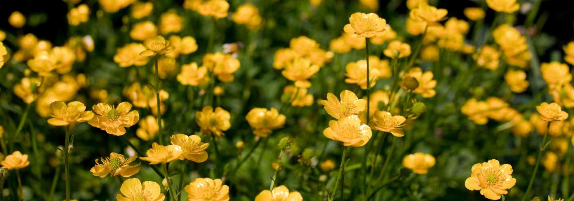 ¿Cómo deshacerse del ranúnculo rastrero?