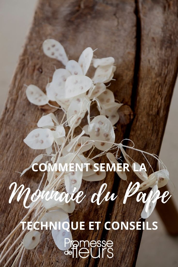 Cómo lograr una siembra exitosa de la moneda del papa