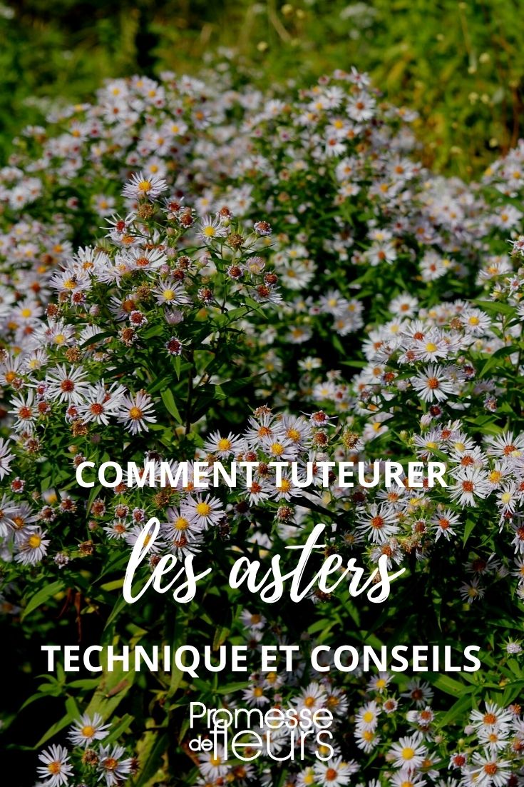 tutorado de plantas vivaces