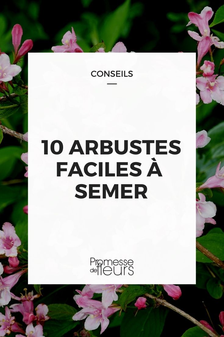 10 arbustes fáciles de sembrar