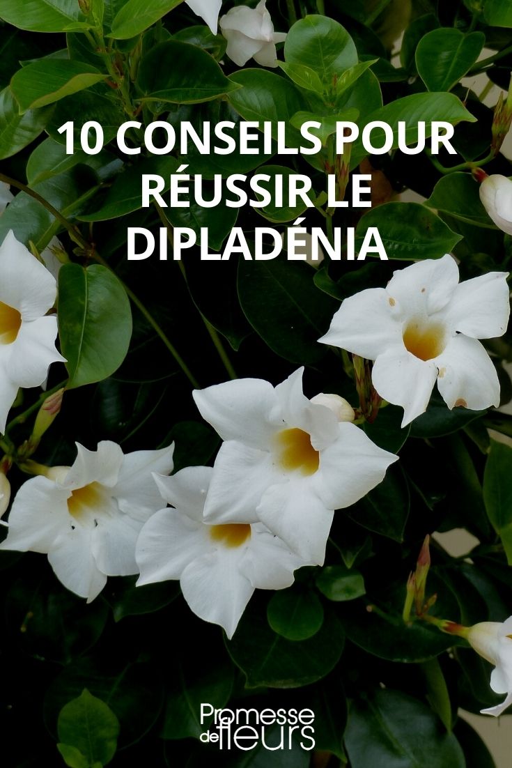 10 consejos para el cultivo del dipladenia