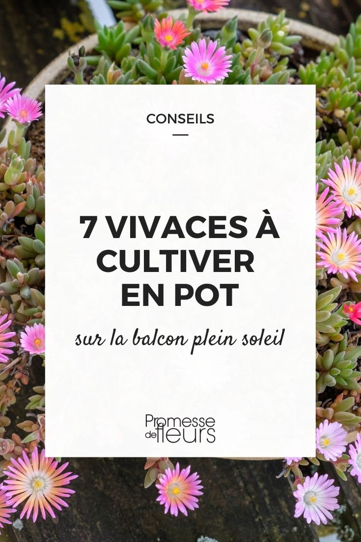 7 plantas vivaces para cultivar en maceta en el balcón al sol