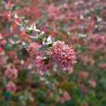 ¿Cómo hacer esquejes de abelia?