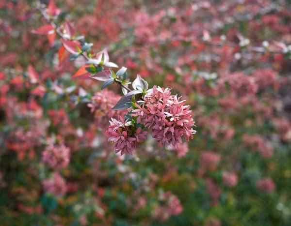 ¿Cómo hacer esquejes de abelia?