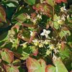 Asociar los Epimedium