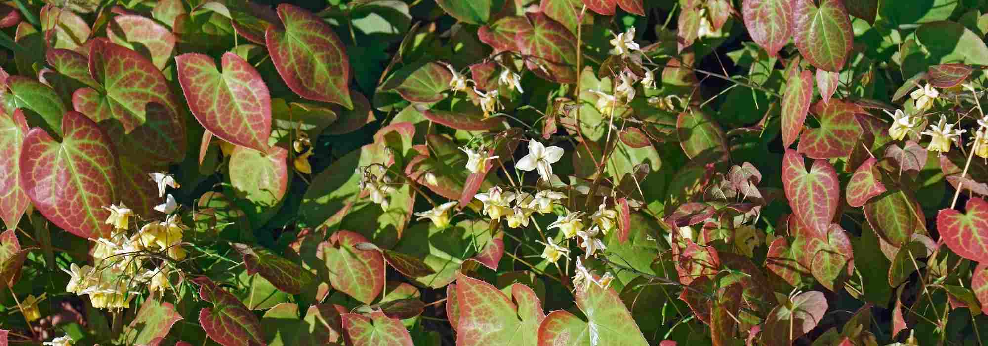 Asociar los Epimedium