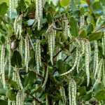 Garrya elliptica: plantar, cuidar