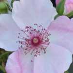 El azufre en el jardín: ¿cómo y por qué utilizarlo?