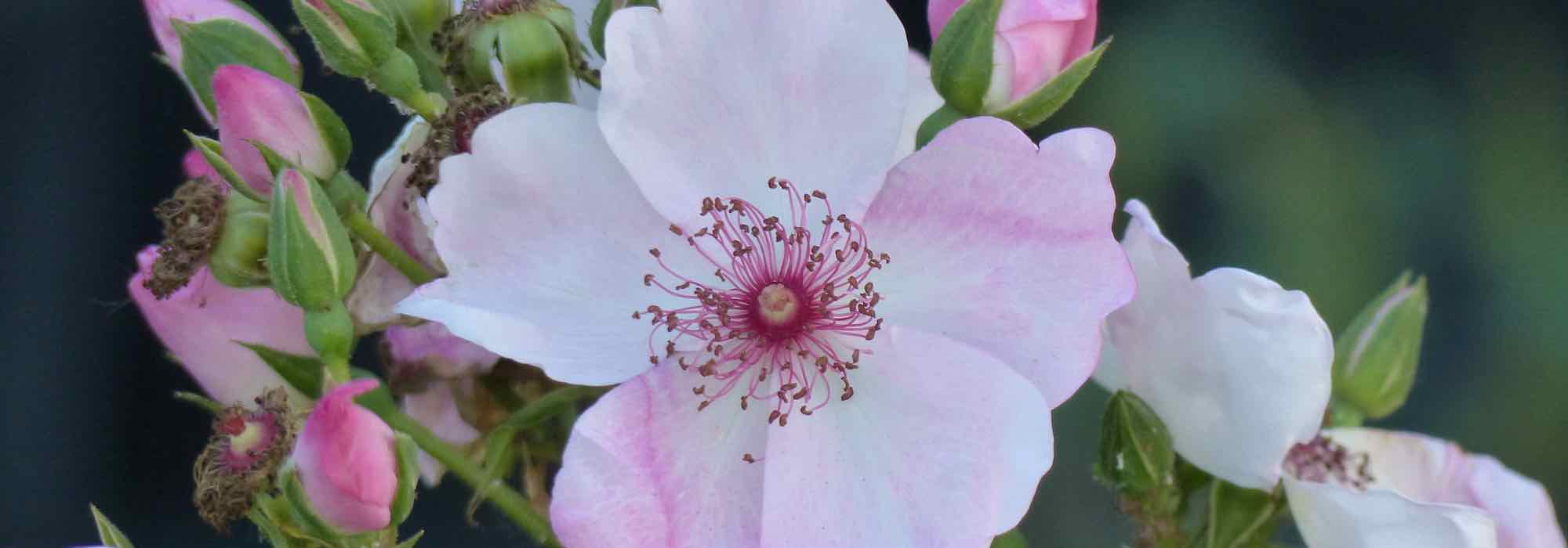 El azufre en el jardín: ¿cómo y por qué utilizarlo?