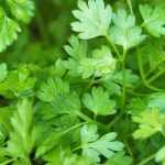 ¿Cómo hacer una jardinera de plantas aromáticas para sombra?