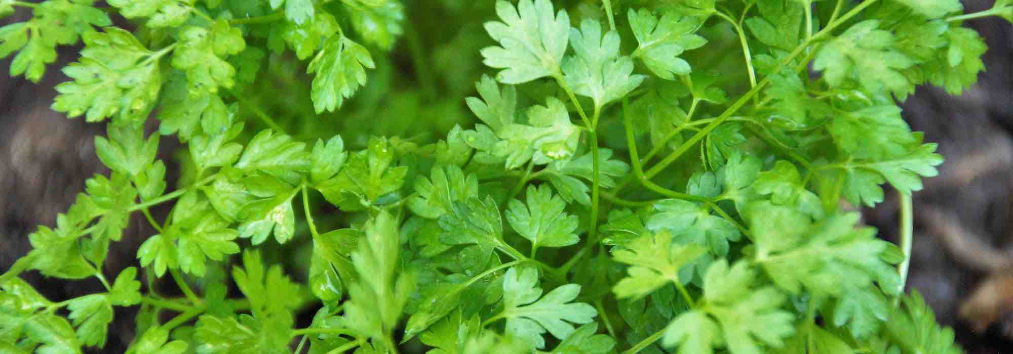 ¿Cómo hacer una jardinera de plantas aromáticas para sombra?