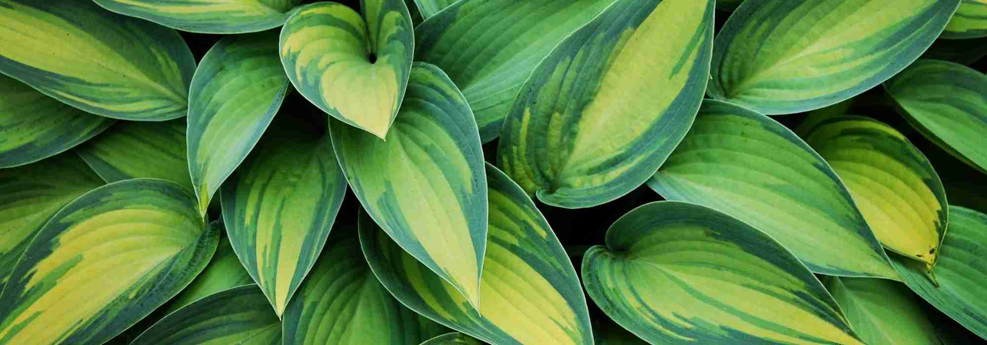 Elegir hostas