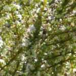 Olearia: plantación, cultivo