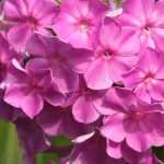 Phlox: ¿cuál elegir?
