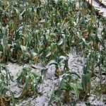 Cultivar un huerto en clima continental