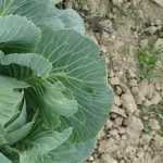 ¿Cómo hacer un huerto en un suelo muy calcáreo?