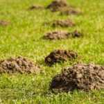 Recuperar la tierra de los toperas