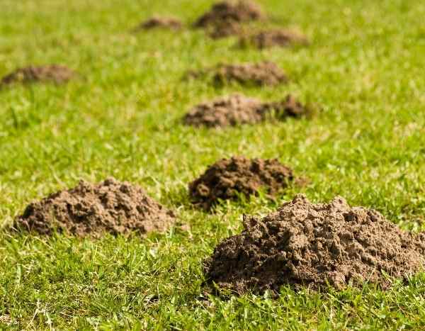 Recuperar la tierra de los toperas