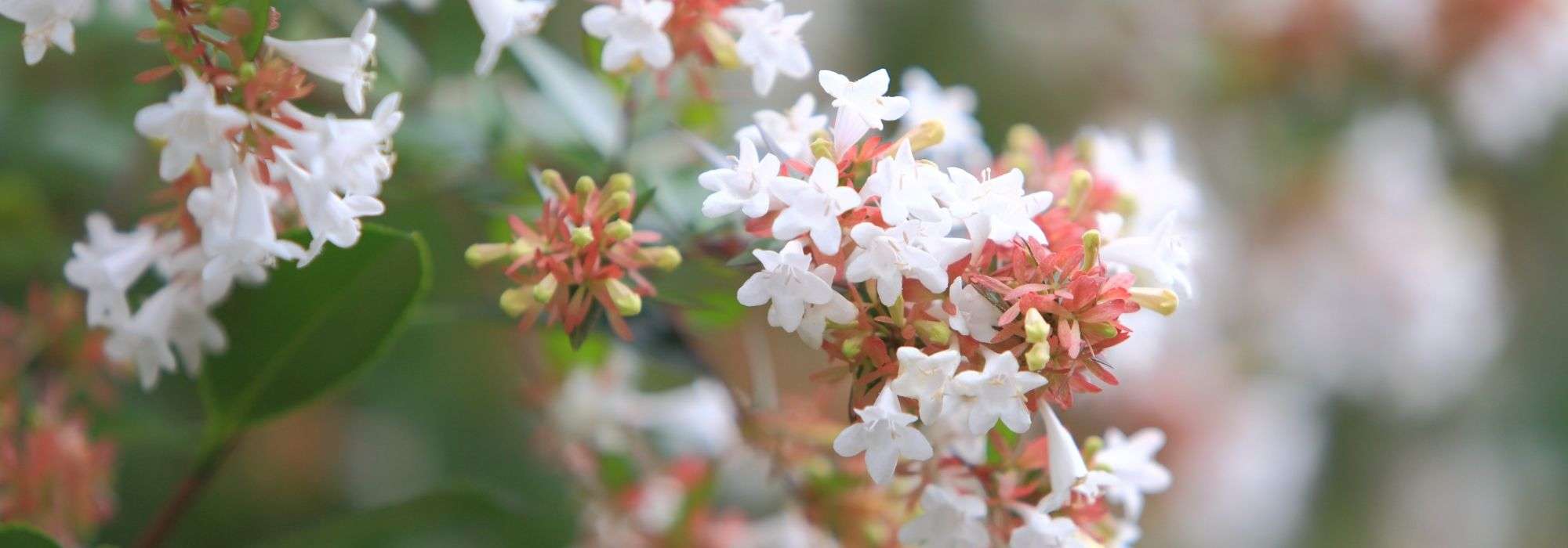 Cultivar abelia en maceta