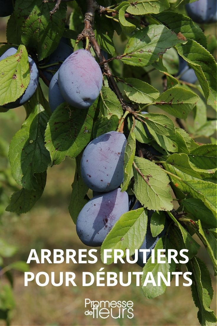 árboles frutales para principiantes