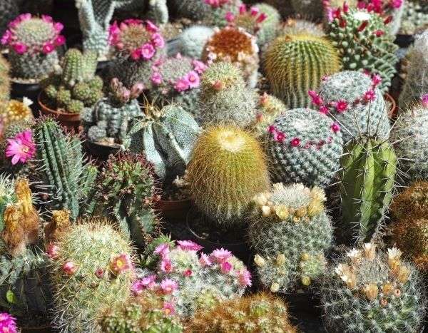 Esquejar cactus y plantas suculentas