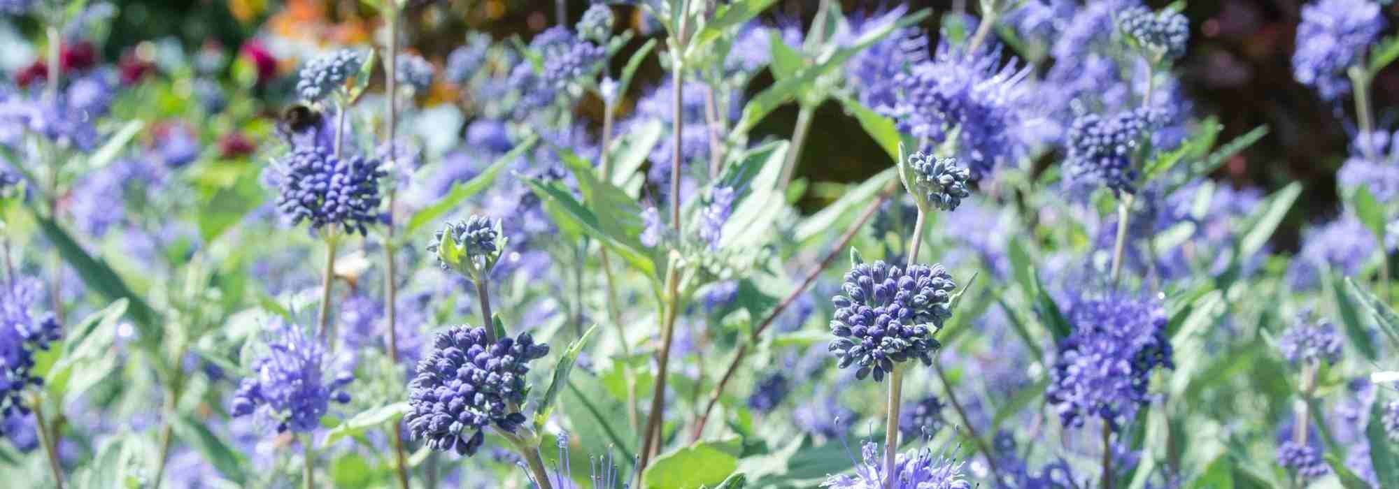 7 ideas para combinar el Caryopteris