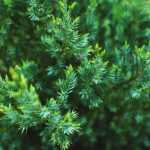 ¿Cómo hacer esquejes de coníferas?