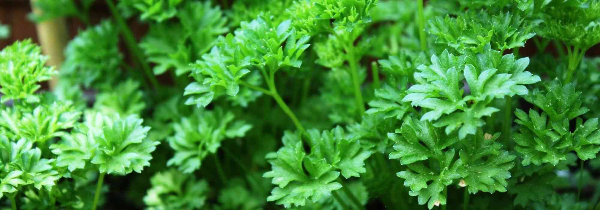 Cultivar perejil en macetas