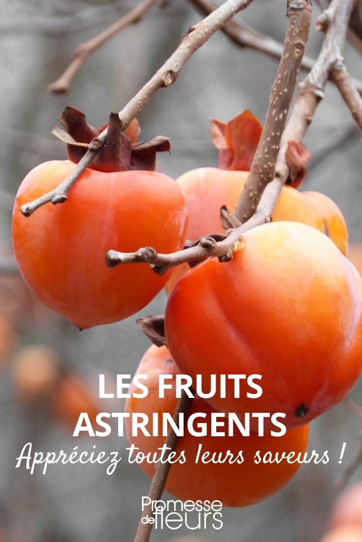 frutos astringentes