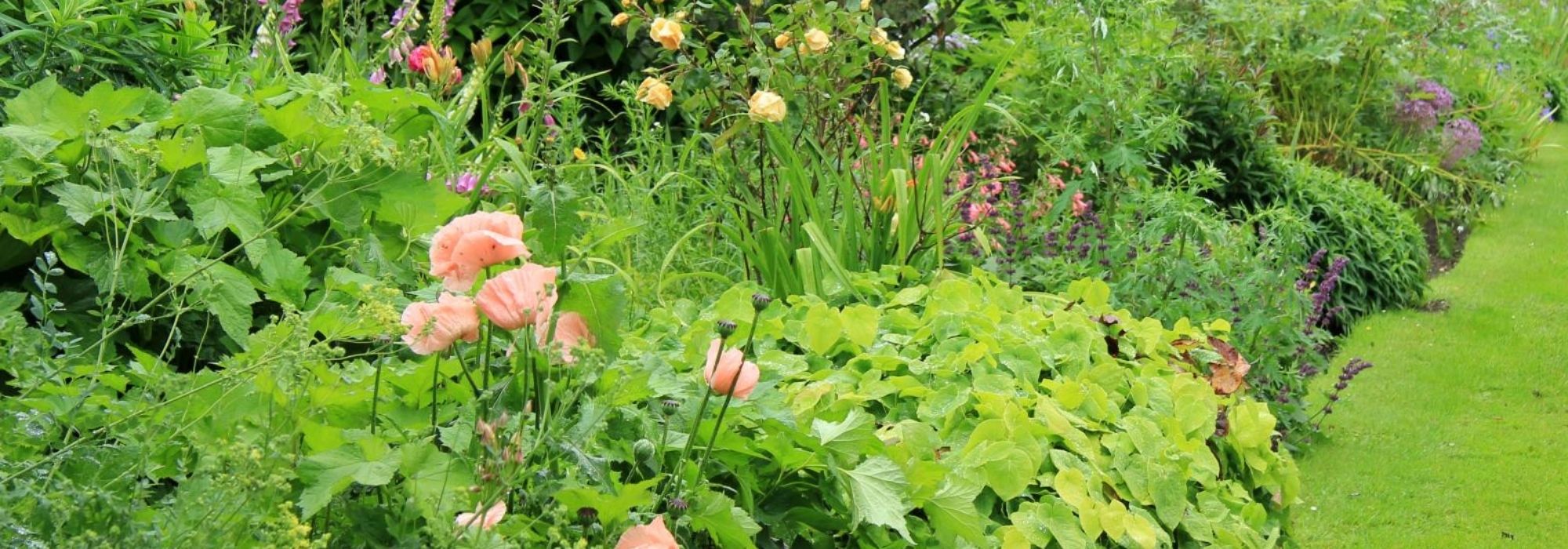 ¿Qué es un esqueje de raíz?