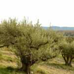 13 frutales mediterráneos que evocan el sur