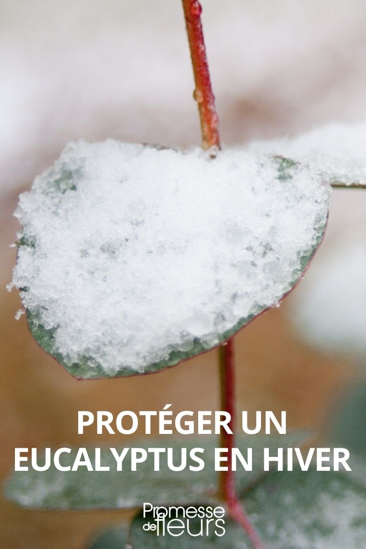 proteger un eucalipto en invierno