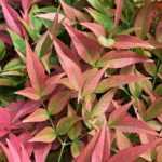 ¿Qué se puede plantar en una terraza orientada al norte?