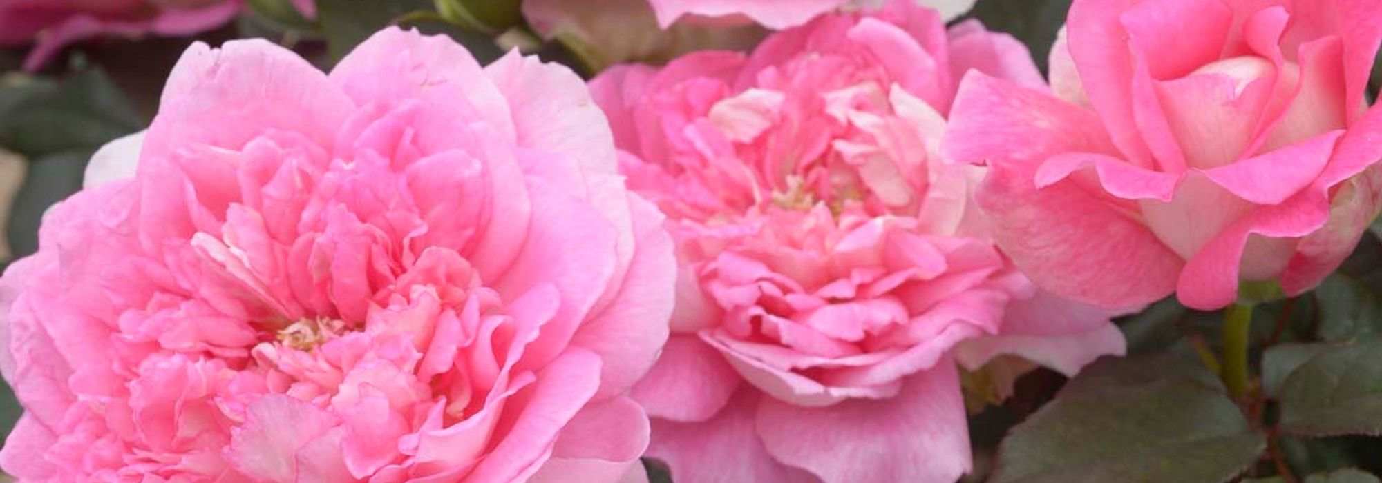 Las rosas del séptimo arte