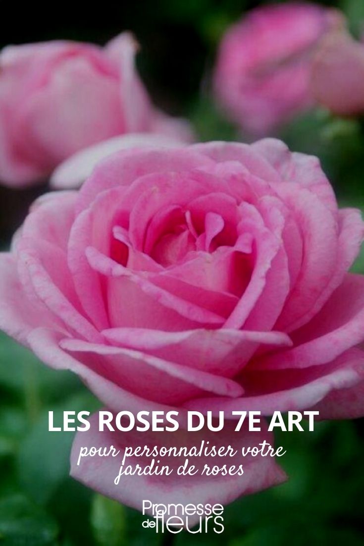 rosas del séptimo arte